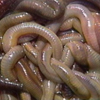 worms